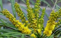 Soft Caress Mahonia - 3 Gallon Pot -Cheap PLANTS Store Mahonia Soft Caress Flowers 2