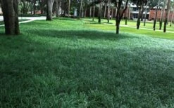 Tall Mondo Grass - 72 Pack Of 3.5" Pint Pots -Cheap PLANTS Store Mondo Grass 21 2