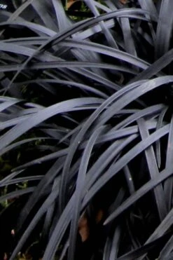 Black Mondo Grass (Ophiopogon Planiscapus 'Nigrescens') - 5 Pack Of Quart Pots -Cheap PLANTS Store Mondo Grass Black 10 1