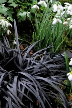 Black Mondo Grass (Ophiopogon Planiscapus 'Nigrescens') - 6 Pack Of Pint Pots -Cheap PLANTS Store Mondo Grass Black 11