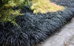 Black Mondo Grass (Ophiopogon Planiscapus 'Nigrescens') - 5 Pack Of Quart Pots -Cheap PLANTS Store Mondo Grass Black 12 1