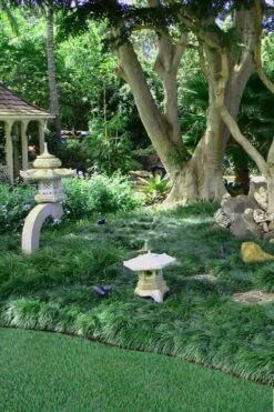 Tall Mondo Grass - 36 Pack Of 3.5" Pint Pots -Cheap PLANTS Store Mondo Grass Black 25 1