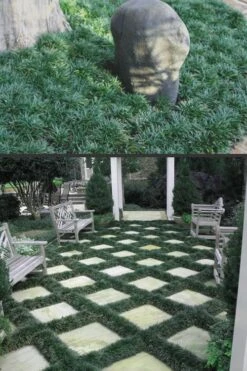 Dwarf Mondo Grass - 72 Pack Of 3.5" Pint Pots -Cheap PLANTS Store Mondo Grass Dwarf Rev 500x750 1