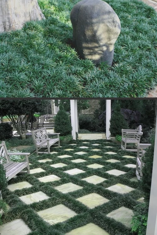 Dwarf Mondo Grass - 32 Pack Of 2.5" Pots 6 Dwarf Mondo Grass - 32 Pack Of 2.5" Pots - Image 4