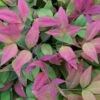 Blush Pink Nandina - 6 Pack Of 1 Gallon Pots -Cheap PLANTS Store Nandina Blush Pink 500x750 2