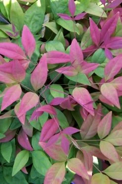 Blush Pink Nandina - 6 Pack Of 1 Gallon Pots