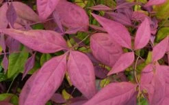 Blush Pink Nandina - 3 Gallon Pot -Cheap PLANTS Store Nandina Blush Pink Foliage Closeup