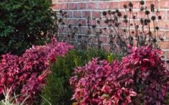 Blush Pink Nandina - 3 Gallon Pot -Cheap PLANTS Store Nandina Blush Pink In Home Foundation Planting
