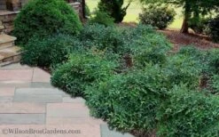 Harbor Belle Dwarf Nandina - 1 Gallon Pot -Cheap PLANTS Store Nandina Harbor Belle 11