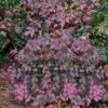 Harbor Belle Dwarf Nandina - 1 Gallon Pot -Cheap PLANTS Store Nandina Harbor Belle 16