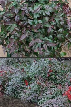 Harbor Belle Dwarf Nandina - 1 Gallon Pot -Cheap PLANTS Store Nandina Harbor Belle 500x750 1