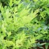 Lemon Lime Nandina - 1 Gallon Pot -Cheap PLANTS Store Nandina Lemon Lime 13 1