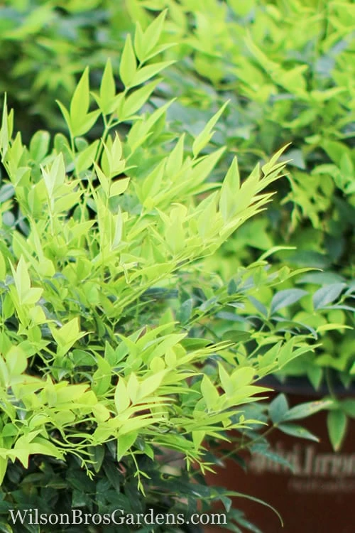 Lemon Lime Nandina - 1 Gallon Pot 3 Lemon Lime Nandina - 1 Gallon Pot