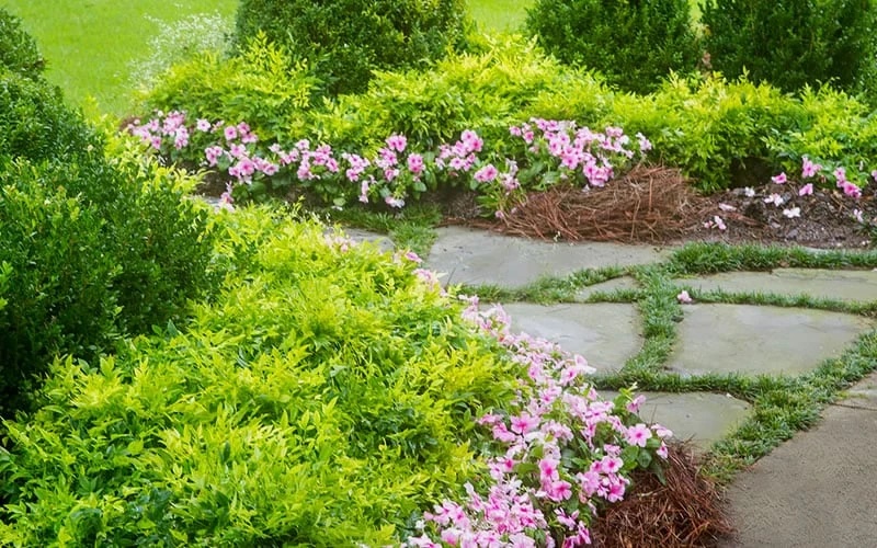 Lemon Lime Nandina - 1 Gallon Pot 6 Lemon Lime Nandina - 1 Gallon Pot - Image 4