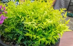 Lemon Lime Nandina - 1 Gallon Pot 12 Lemon Lime Nandina - 1 Gallon Pot -Cheap PLANTS Store Nandina Lemon Lime 51 1