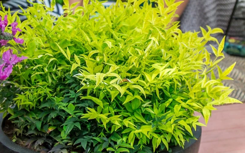 Lemon Lime Nandina - 1 Gallon Pot 7 Lemon Lime Nandina - 1 Gallon Pot - Image 5