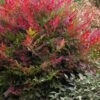 Obsession Nandina - 2 Gallon Pot -Cheap PLANTS Store Nandina Obsession 500x750 2
