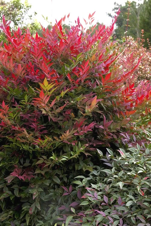 Obsession Nandina - 2 Gallon Pot 3 Obsession Nandina - 2 Gallon Pot