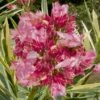 Twist Of Pink Oleander - 2 Gallon Pot -Cheap PLANTS Store Oleander Twist Of Pink 11