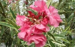 Twist Of Pink Oleander - 2 Gallon Pot -Cheap PLANTS Store Oleander Twist Of Pink Closeup Flower