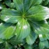 Green Sheen Pachysandra - Japanese Spurge - 18 Count Flats Of Pint Pots -Cheap PLANTS Store Pachysandra Green Sheen 500x750 1