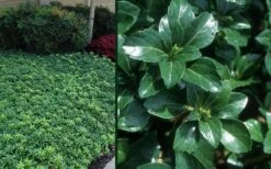 Green Sheen Pachysandra - Japanese Spurge - 18 Count Flats Of Pint Pots -Cheap PLANTS Store Pachysandra Green Sheen Combo