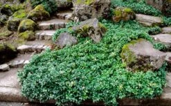 Green Sheen Pachysandra - Japanese Spurge - 18 Count Flats Of Pint Pots -Cheap PLANTS Store Pachysandra Green Sheen Landscape