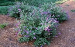 Lo & Behold Blue Chip Dwarf Butterfly Bush - 3 Gallon Pot -Cheap PLANTS Store Picture Butterfly Bush Lo And Behold Blue Chip 2