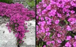 Red Creeping Thyme (Thymus Praecox 'Coccineus') - 8 Pack Of Quart Pots 13 Red Creeping Thyme (Thymus Praecox 'Coccineus') - 8 Pack Of Quart Pots -Cheap PLANTS Store Picture Creeping Thyme Red 4 1