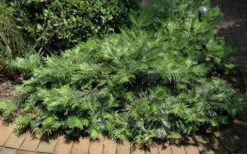 Creeping Japanese Plum Yew (Cephalotaxus Harringtonia 'Prostrata') - 7 Gallon Pot 15 Creeping Japanese Plum Yew (Cephalotaxus Harringtonia 'Prostrata') - 7 Gallon Pot -Cheap PLANTS Store Picture Creeping Yew 2