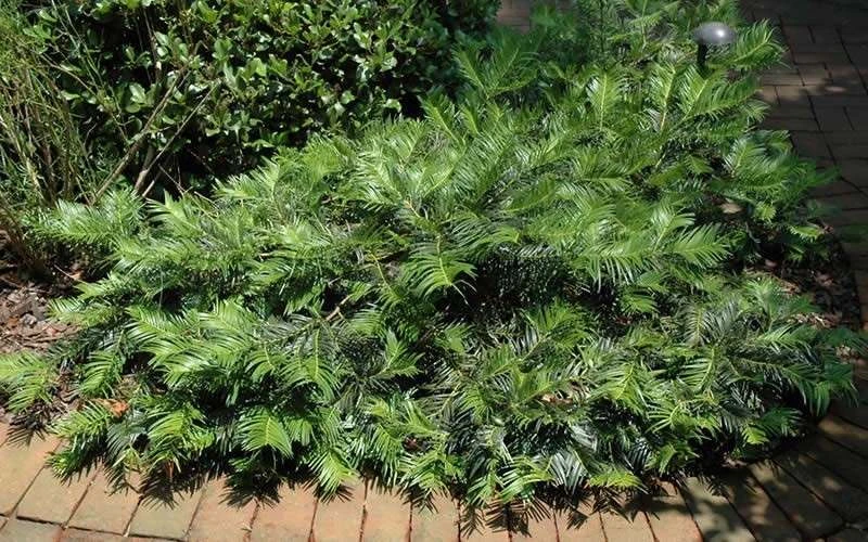 Creeping Japanese Plum Yew (Cephalotaxus Harringtonia 'Prostrata') - 7 Gallon Pot 8 Creeping Japanese Plum Yew (Cephalotaxus Harringtonia 'Prostrata') - 7 Gallon Pot - Image 7