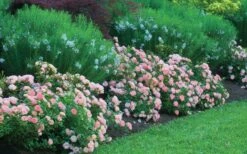 Apricot Drift Dwarf Rose - 3 Gallon Pot -Cheap PLANTS Store Picture Drift Rose Apricot Border