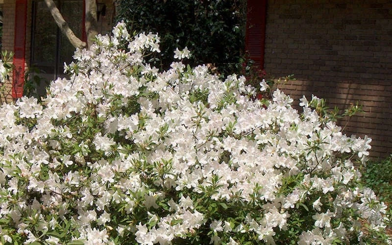 Autumn Ivory Encore Azalea - 2 Gallon Pot 6 Autumn Ivory Encore Azalea - 2 Gallon Pot - Image 4