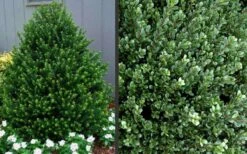 Pyramidal Compacta Japanese Holly - 3 Gallon Pot -Cheap PLANTS Store Picture Holly Compacta Pyramidal 1