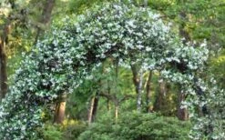 Star Jasmine Vine (Trachelospermum Jasminoides) - 1 Gallon Pot -Cheap PLANTS Store Picture Jasmine Confederate On Arch 2