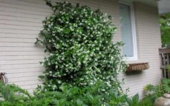 Confederate Jasmine Vine (Trachelospermum Jasminoides) - 6 Pack Of 1 Gallon Pots -Cheap PLANTS Store Picture Jasmine Confederate On Trellis 1