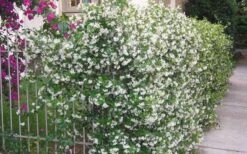 Confederate Jasmine Vine (Trachelospermum Jasminoides) - 3 Gallon Pot -Cheap PLANTS Store Picture Jasmine Confederate Vine 1