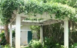 Star Jasmine Vine (Trachelospermum Jasminoides) - 1 Gallon Pot -Cheap PLANTS Store Picture Jasmine Confederate Vine 2 2