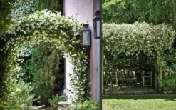 Madison Confederate Jasmine - 2 Gallon Pot 14 Madison Confederate Jasmine - 2 Gallon Pot -Cheap PLANTS Store Picture Jasmine Madison 3 1