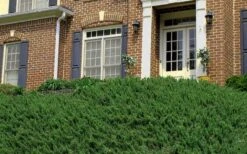 Blue Pacific Juniper - 2 Gallon Pot 16 Blue Pacific Juniper - 2 Gallon Pot -Cheap PLANTS Store Picture Juniper Blue Pacific Hill