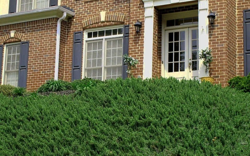 Blue Pacific Juniper - 2 Gallon Pot 9 Blue Pacific Juniper - 2 Gallon Pot - Image 7