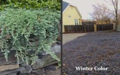Blue Rug Juniper - 1 Gallon Pot 13 Blue Rug Juniper - 1 Gallon Pot -Cheap PLANTS Store Picture Juniper Blue Rug Winter Color