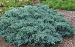 Blue Star Juniper - 2 Gallon Pot -Cheap PLANTS Store Picture Juniper Blue Star