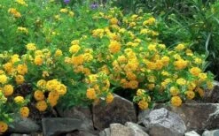 New Gold Hardy Lantana - 6 Pack Of 1 Gallon Pots 13 New Gold Hardy Lantana - 6 Pack Of 1 Gallon Pots -Cheap PLANTS Store Picture Lantana Trailing New Gold 2
