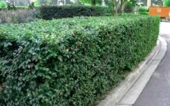 Emerald Snow Loropetalum (Chinese Fringeflower) - 3 Gallon Pot -Cheap PLANTS Store Picture Loropetalum Emerald Snow Hedge 2