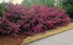 Plum Delight Loropetalum - Chinese Fringeflower - 3 Gallon Pot -Cheap PLANTS Store Picture Loropetalum Plum Hedge
