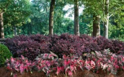 Purple Diamond Loropetalum - 3 Gallon Pot 12 Purple Diamond Loropetalum - 3 Gallon Pot -Cheap PLANTS Store Picture Loropetalum Purple Diamond Shrubs Background Hedge