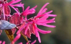 Purple Pixie Loropetalum - 2 Gallon Pot -Cheap PLANTS Store Picture Loropetalum Purple Pixie Flower