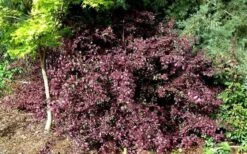 Red Diamond Loropetalum - 1 Gallon Pot -Cheap PLANTS Store Picture LoropetalumRedDiamond 4 2
