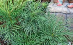 Soft Caress Mahonia - 3 Gallon Pot -Cheap PLANTS Store Picture Mahonia Soft Caress Foliage